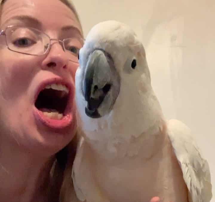 Drunk talking with Misha last night. I was sure that I recorded longer and I was very sure that I posted this while drunk. It was so much fun! I out-cockatood him and he went to bed without help. Lol. I got a new job I’ve been busy adjusting to but still staying home and the birds are getting lots of extra attention
