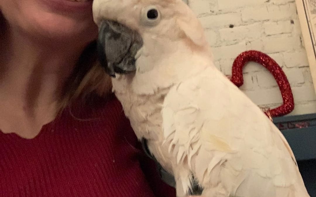 Misha went as my Valentine last night. He was such a good bird. He remembered Chico and stepped up on him. Totally spent the entire day with wonderful friends + my 2 best bird friends and jt was just what I needed