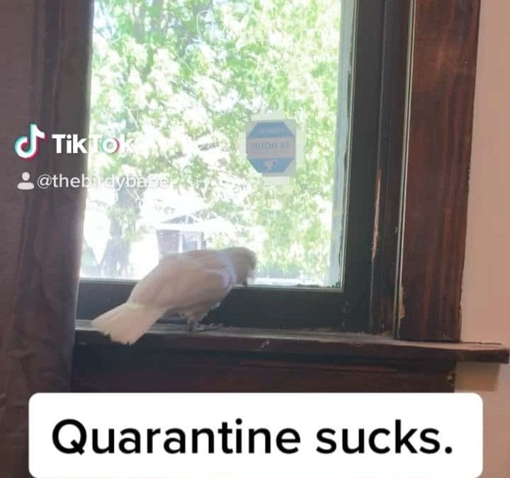Quarantine sucks