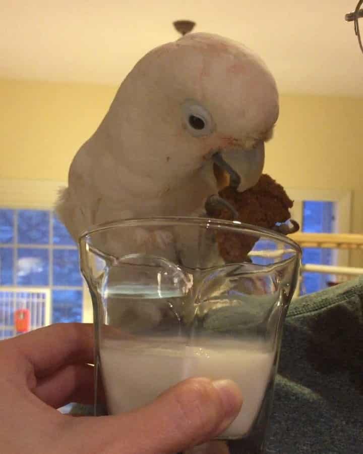 If you give a cockatoo a cookie