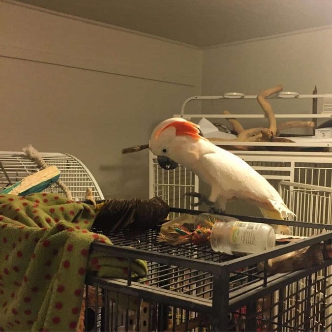 I cannot turn my back on him for one second! Misha likes Boo but not Arthur in the white cage