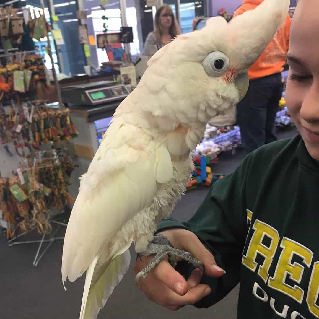 Boo likes kids, and shopping at our local bird store