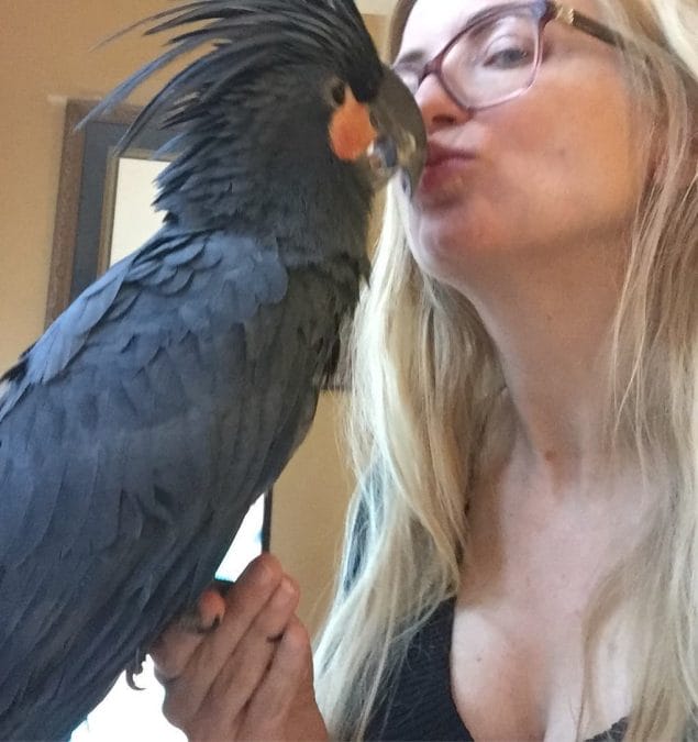 Kissing a friend’s black cockatoo