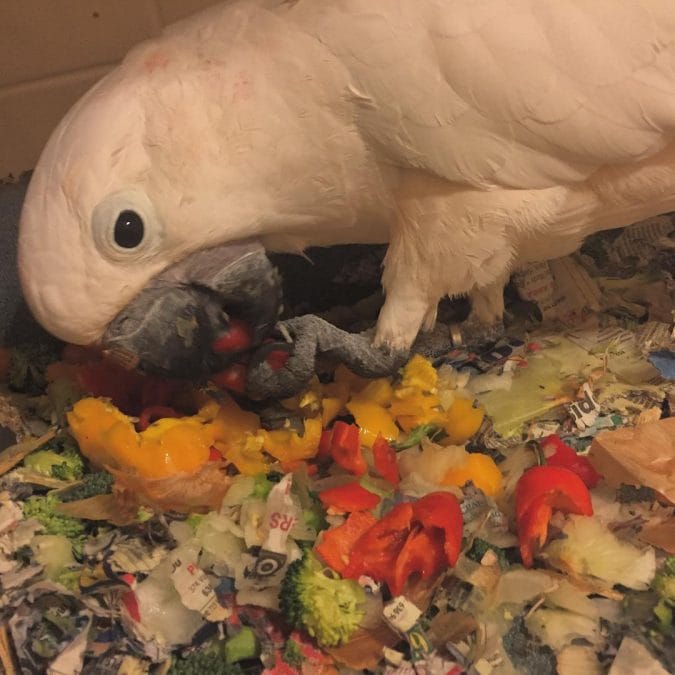 Misha shredded a pear, peppers, two heads of broccoli, and an onion tonight (before I took the bag of onions out of his reach). Food is cheaper than bird toys