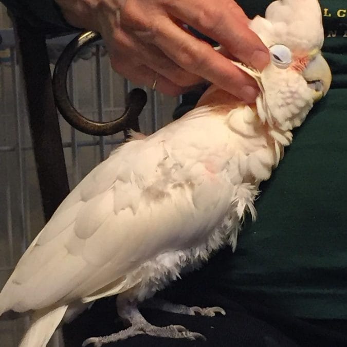A white cockatoo sits comfortably on a person’s lap as it is being gently scratched on its neck, epitomizing the charm of cute parrots.