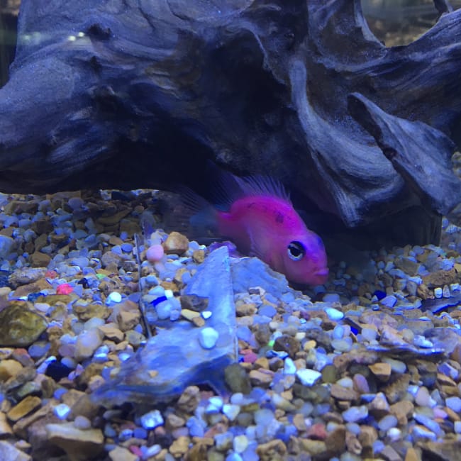 A pink fish swims near a piece of driftwood on a gravel substrate in a brightly lit aquarium, creating an enchanting scene reminiscent of parrot jewelry.