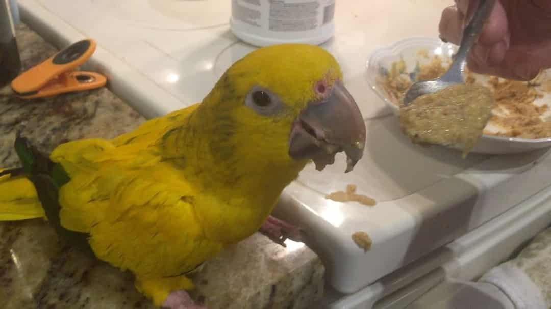 A cute yellow parrot eating food from a spoon held by a person, with bits of food on its beak. The adorable scene takes place on a kitchen counter.