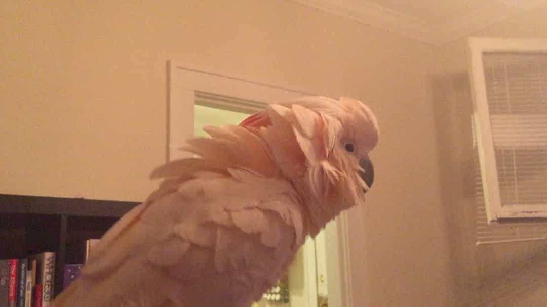 A close-up of a white cockatoo with peach-colored feathers on its head, inside a room with an open window and books on a shelf in the background, showcases one of the cute parrots that make any space lively.