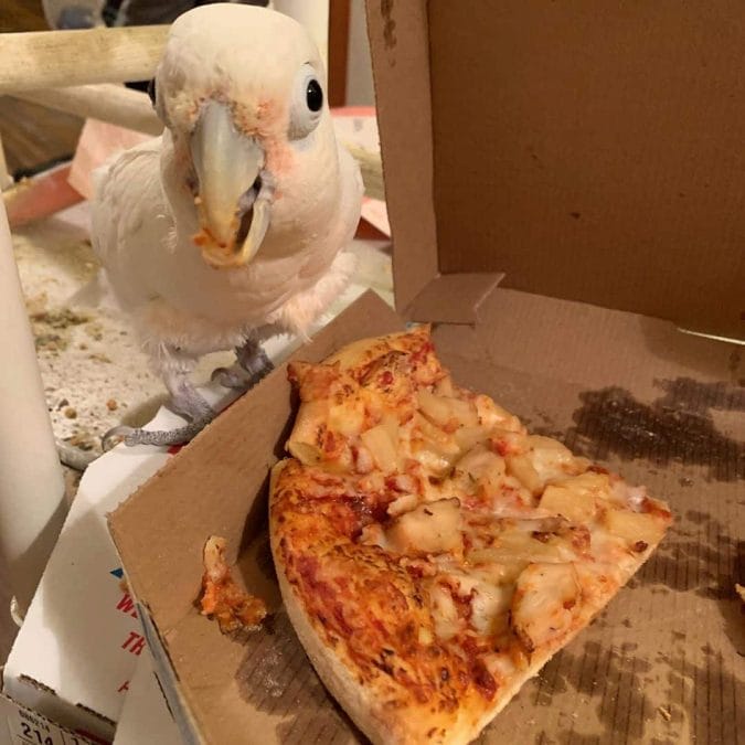 In a nostalgic flashback to their college days, a white parrot indulges in delicious Domino’s pizza straight from the box.