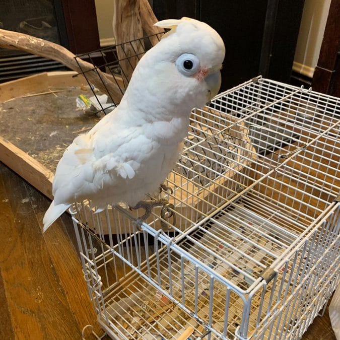 Boo missed going to visit our bird friends today. They’re mostly older and it’s just not a good time to take unnecessary risks. Better safe than sorry