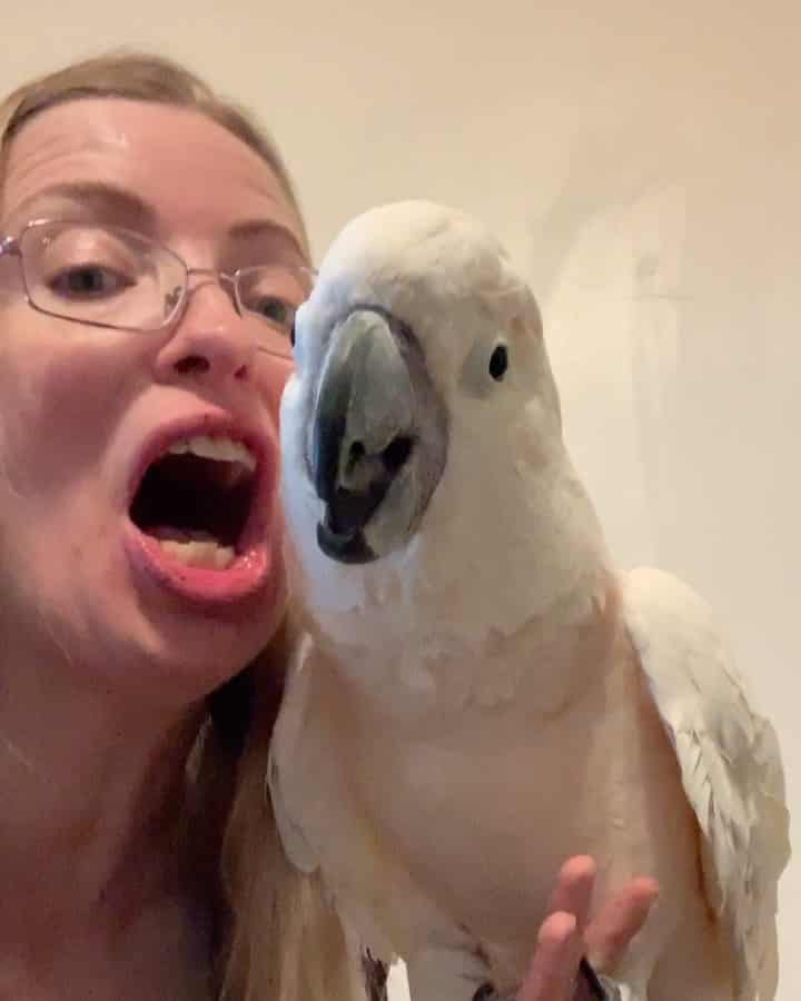 Drunk talking with Misha last night.  I was sure that I recorded longer and I was very sure that I posted this while drunk.  It was so much fun! I out-cockatood him and he went to bed without help. Lol. I got a new job I’ve been busy adjusting to but still staying home and the birds are getting lots of extra attention