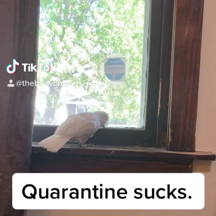 Quarantine sucks